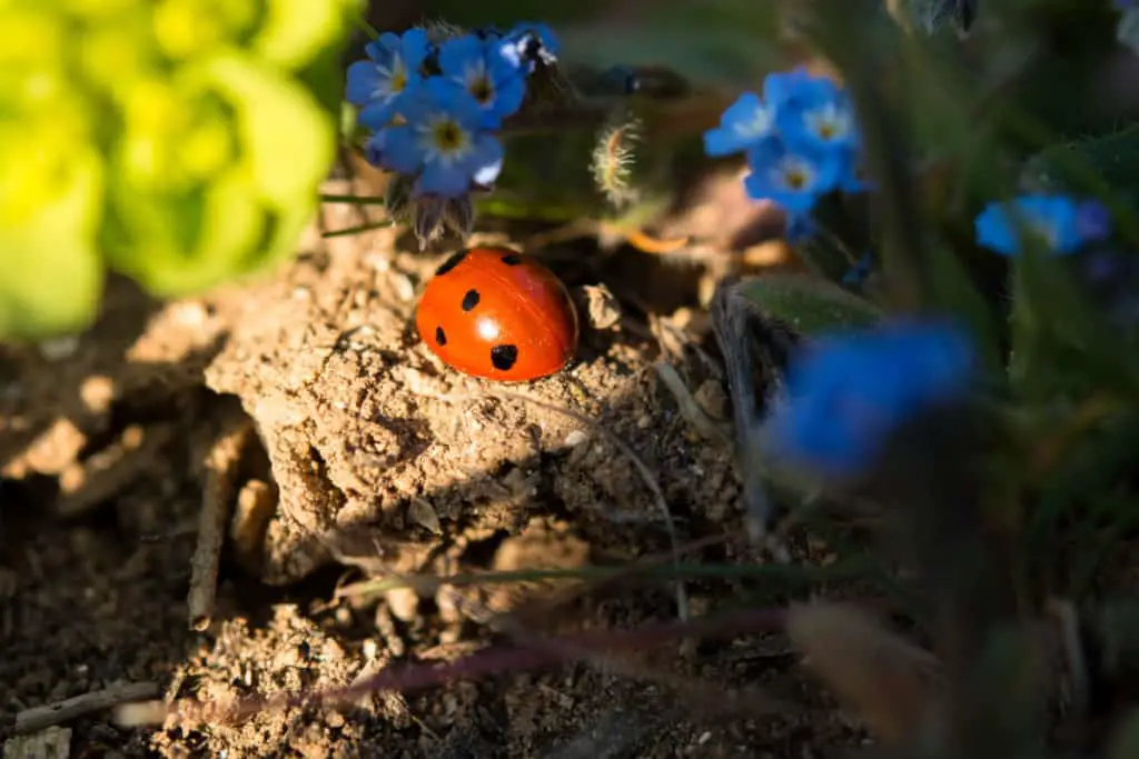 Ladybugs taking a nap