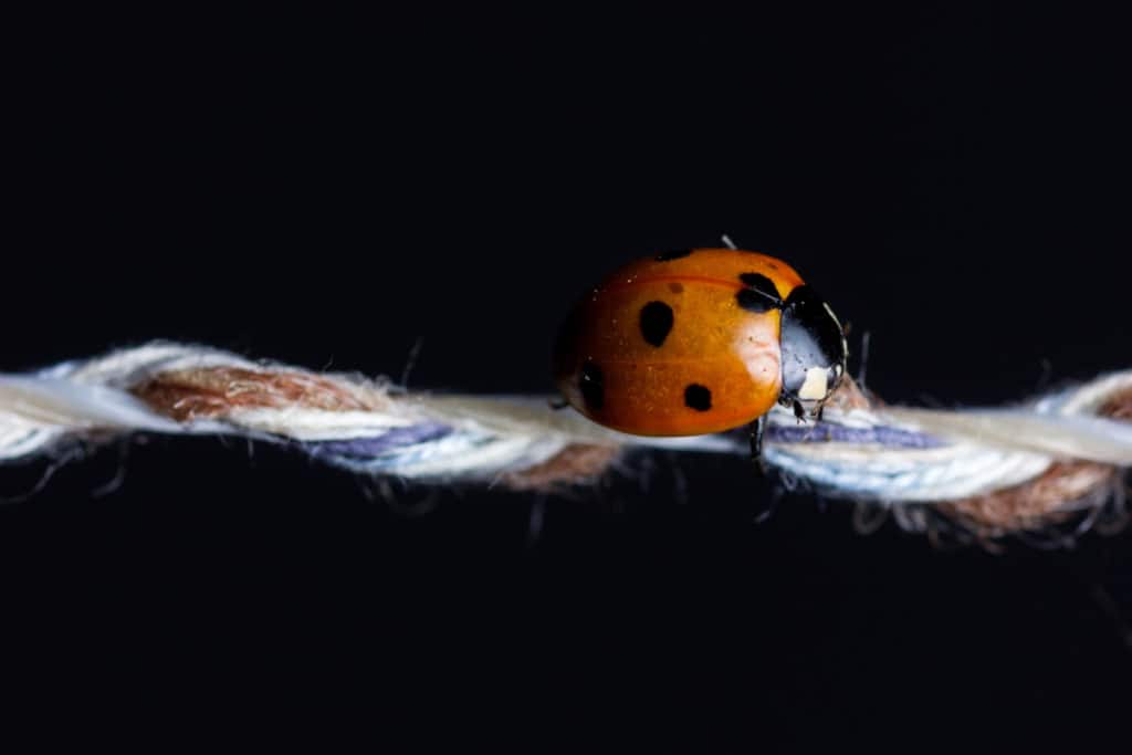 Ladybug with her legs tucked away having a nap