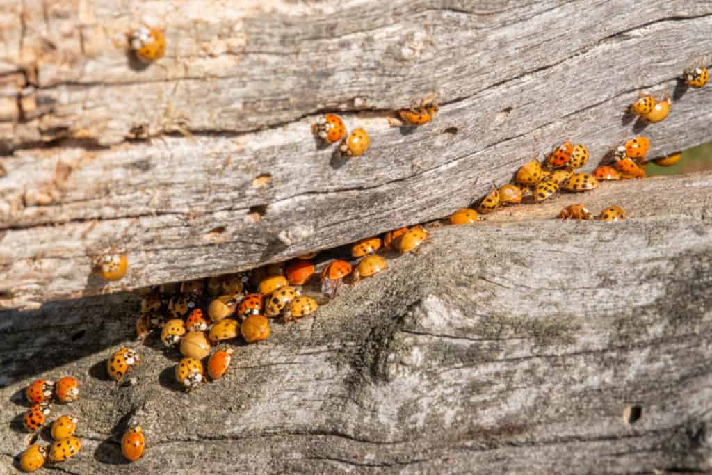 Ladybugs huddling together in winter