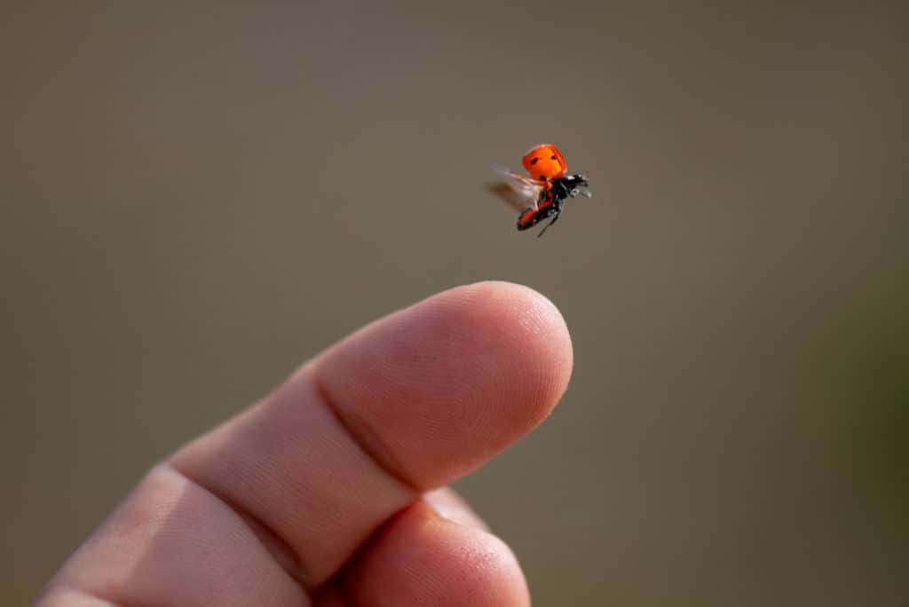 Releasing a ladybug 