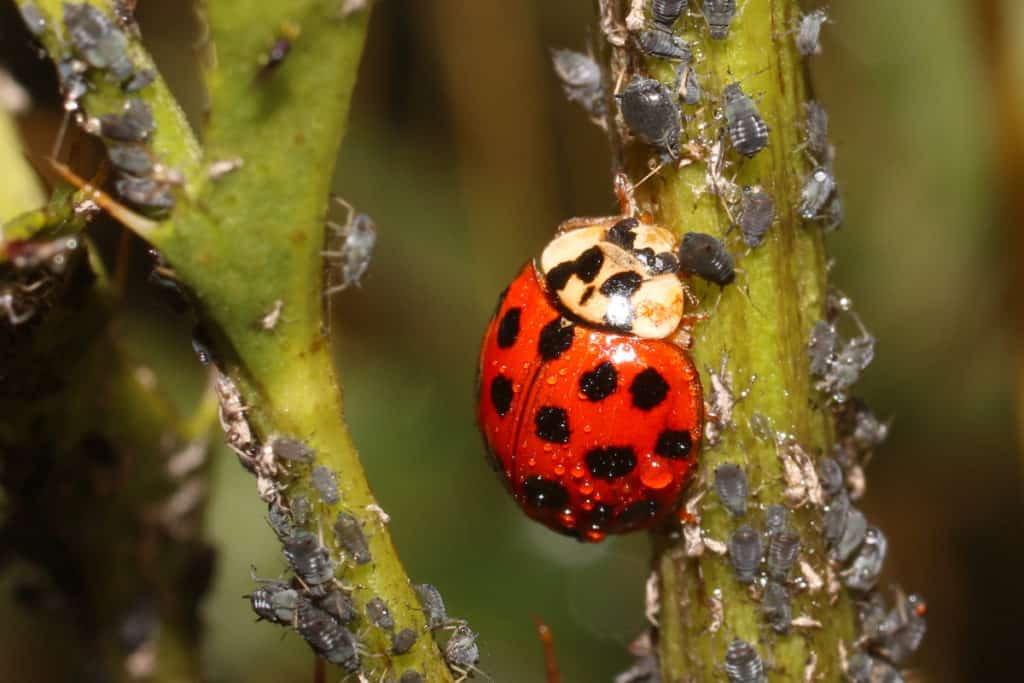 Ladybug feasting on aphids