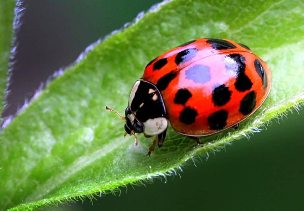 Ladybug with lots of spots
