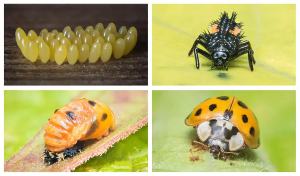 Picture of ladybug life cycle stages