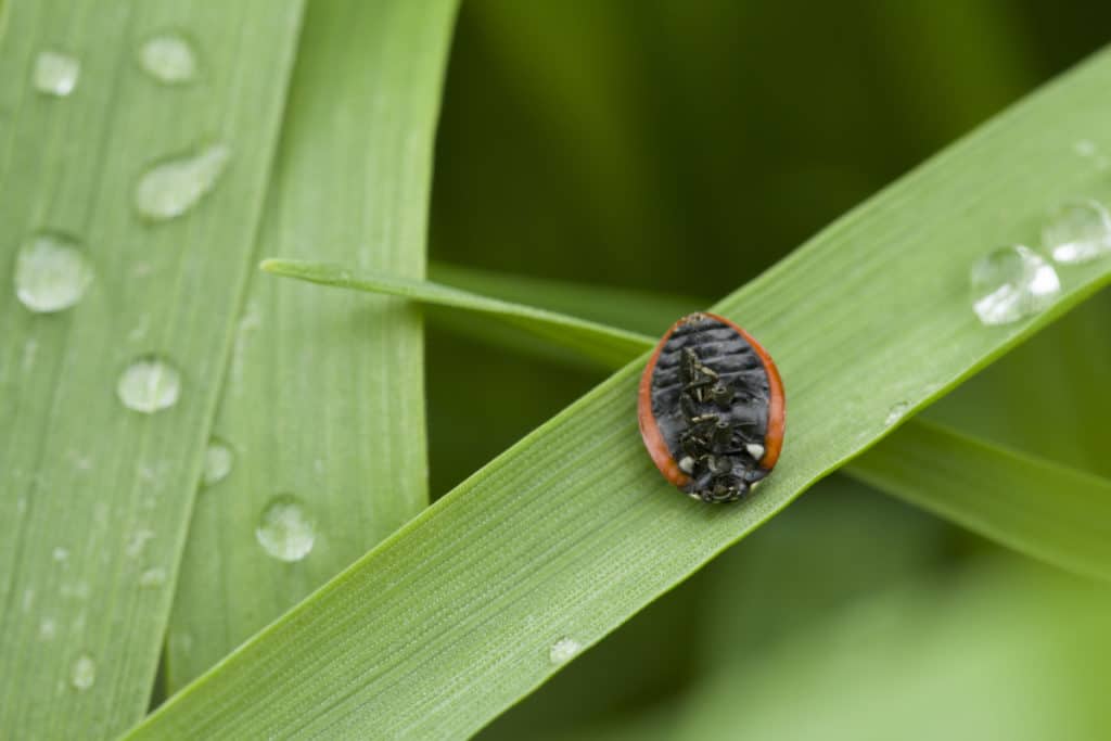How Long Do Ladybugs Live WhatBugIsThat