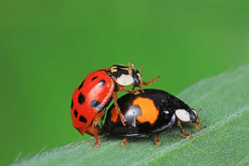 Ladybugs mating