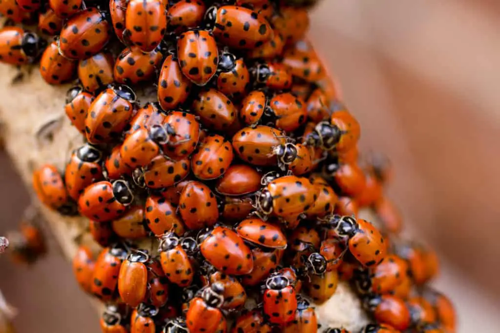 Ladybugs congregating