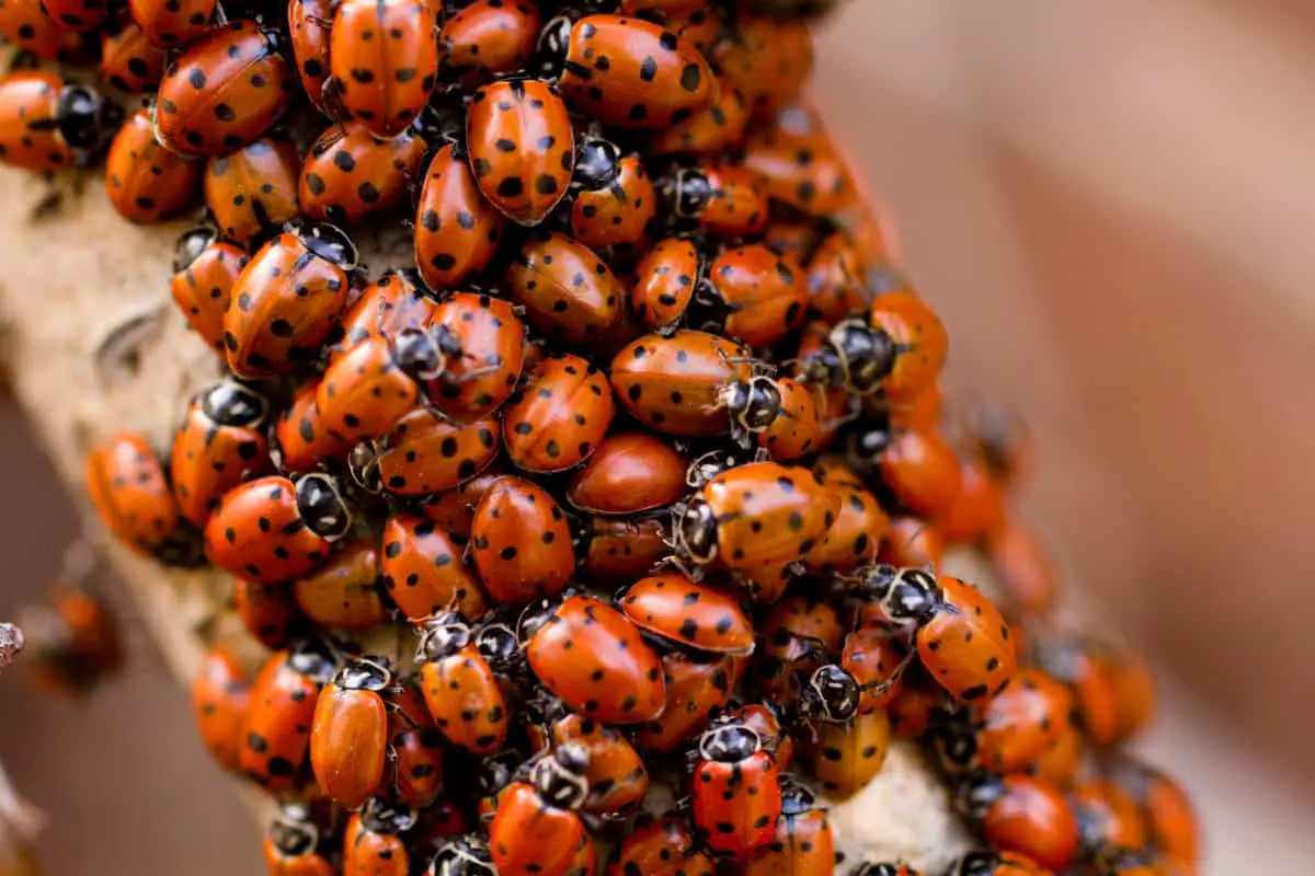 do-ladybugs-have-nests-whatbugisthat