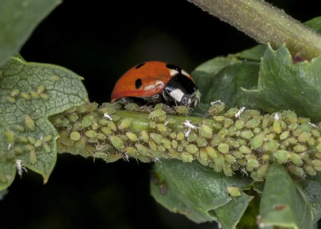 Ladybug feasting on aphids