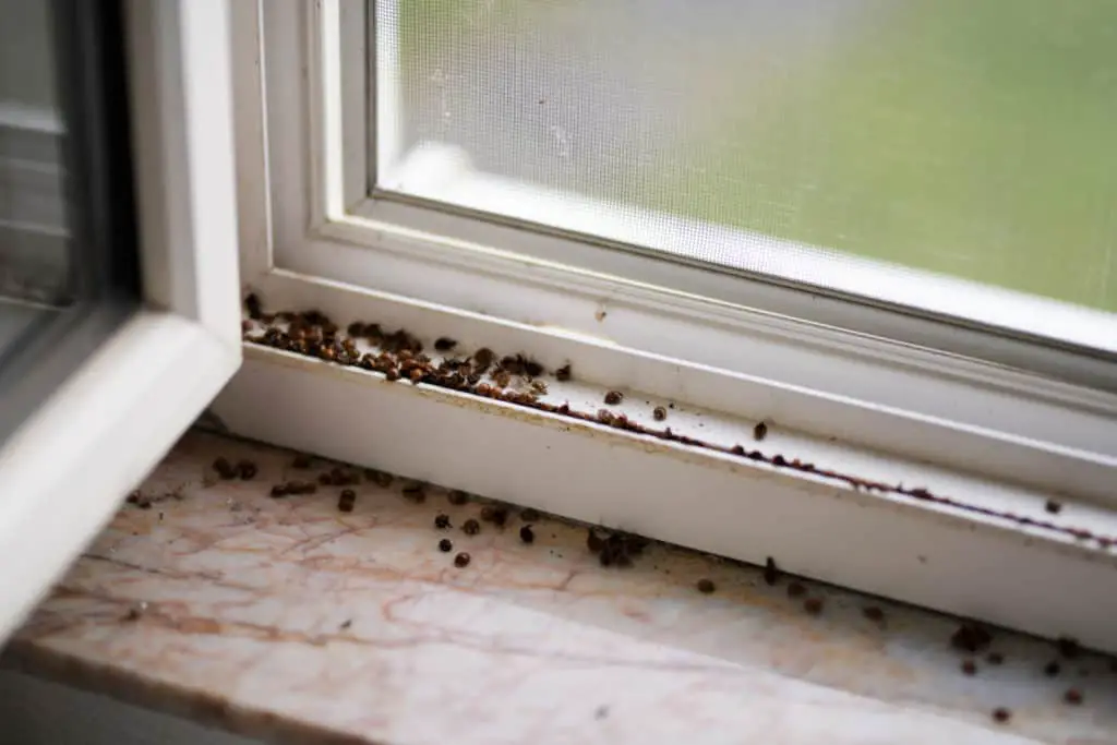 Ladybugs congregating on window