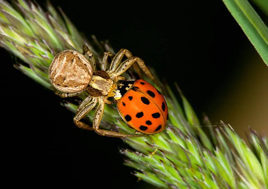 Spider eating ladybug
