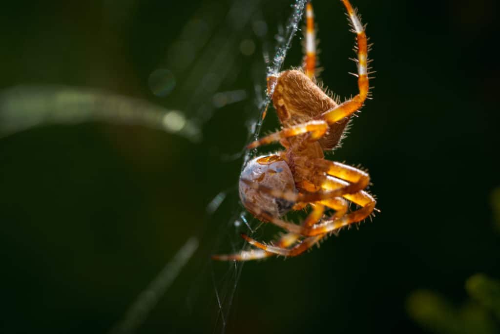 Araneus,Diadematus eating a ladybug