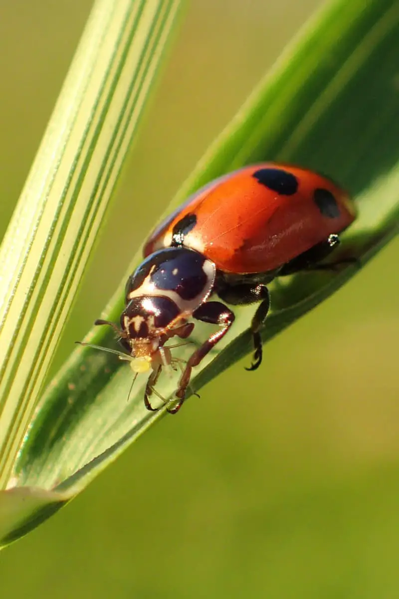 Do Ladybugs Eat Spiders?