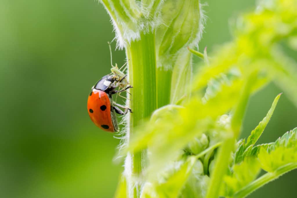 Ladybug eating spider mite