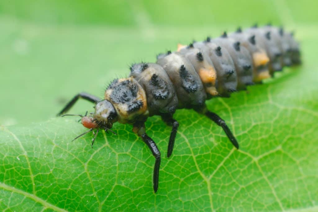 Ladybug larvae eating a aphid