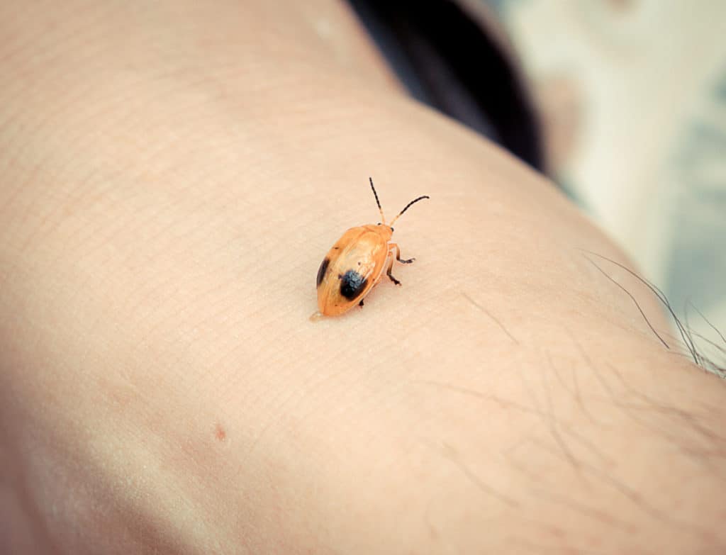 Fresh ladybug poop