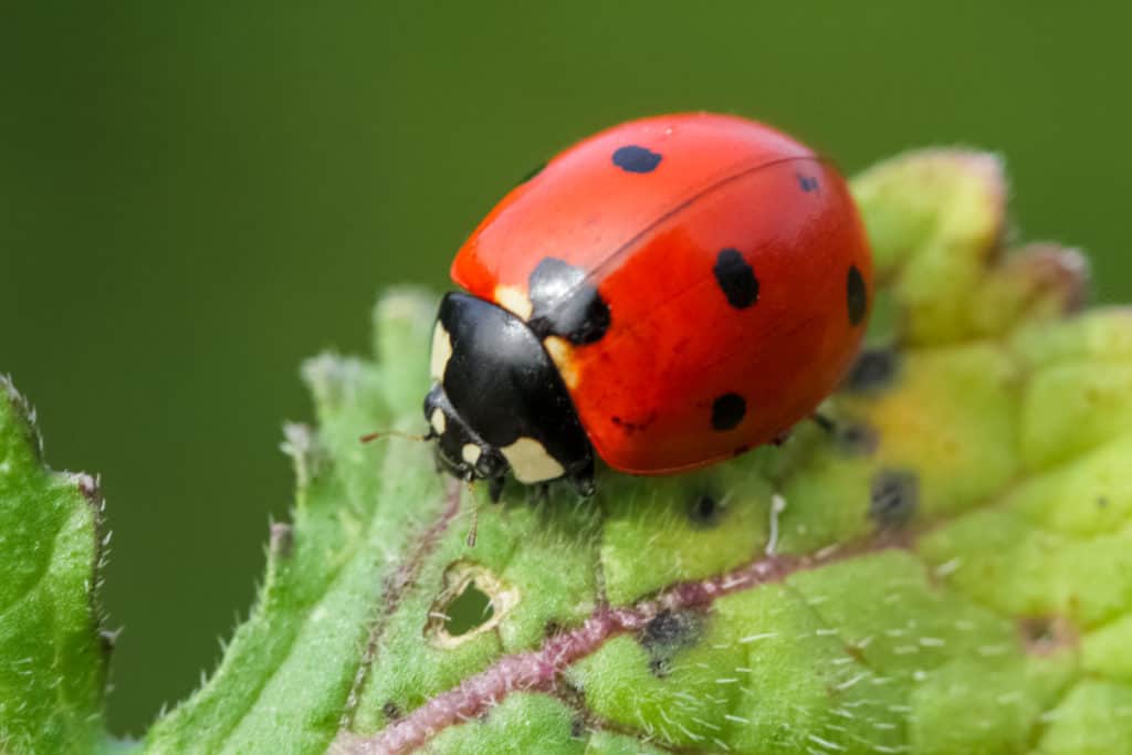 Do Ladybugs Poop? – WhatBugIsThat