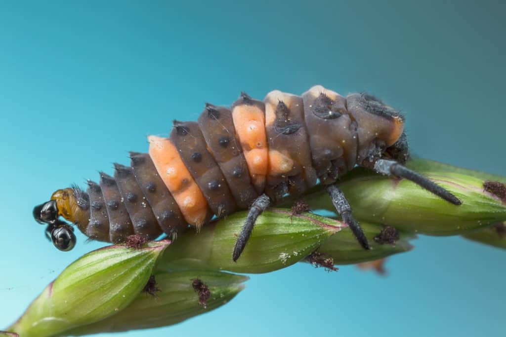 This ladybug larvae looks to be taking a poop