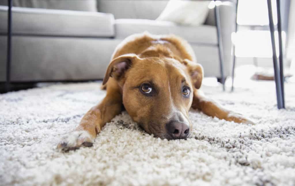 Dog sitting on carpet