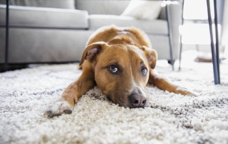 Do Carpet Beetles Bite Dogs? – WhatBugIsThat