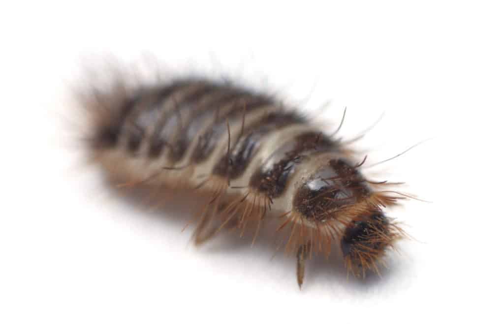 Carpet beetle larvae