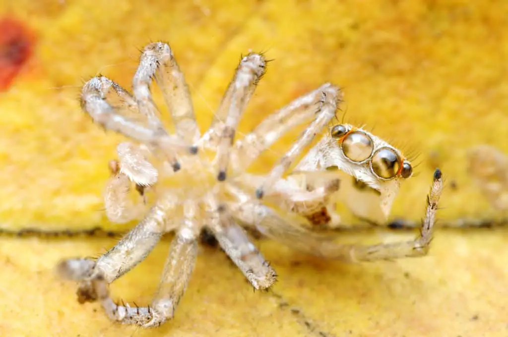 The shed exoskeleton of a spider