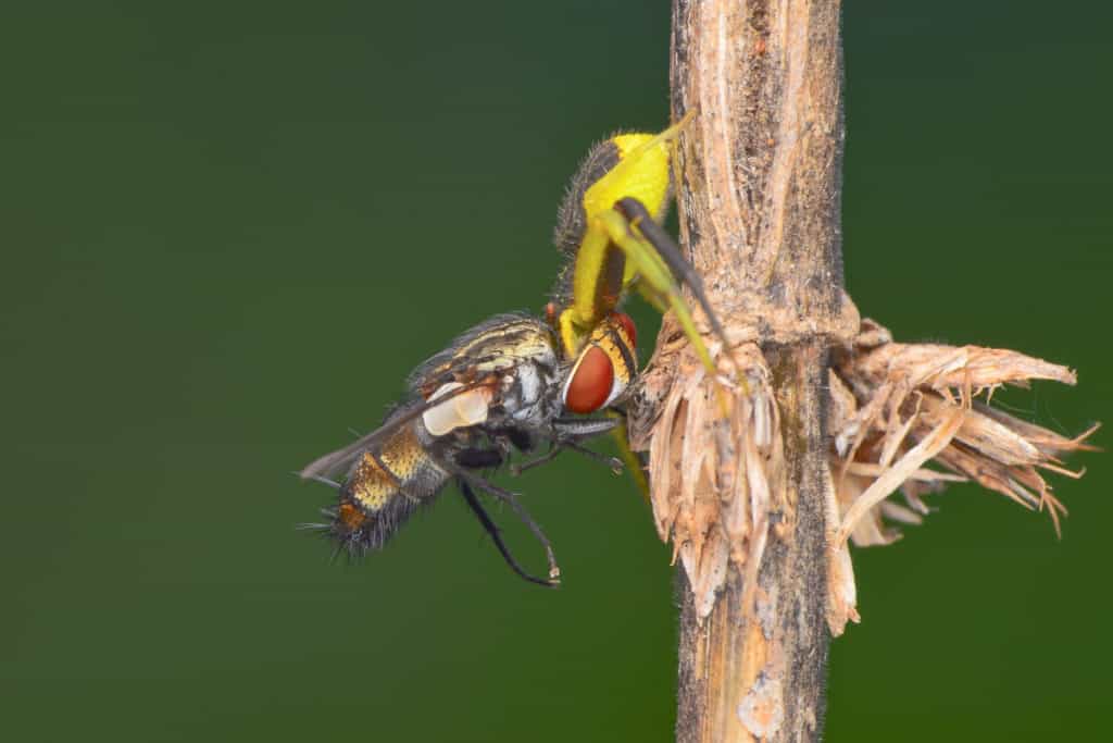 Spider holding prey much larger than them