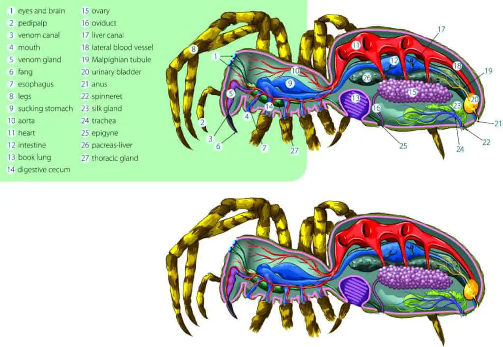 Spider Anatomy