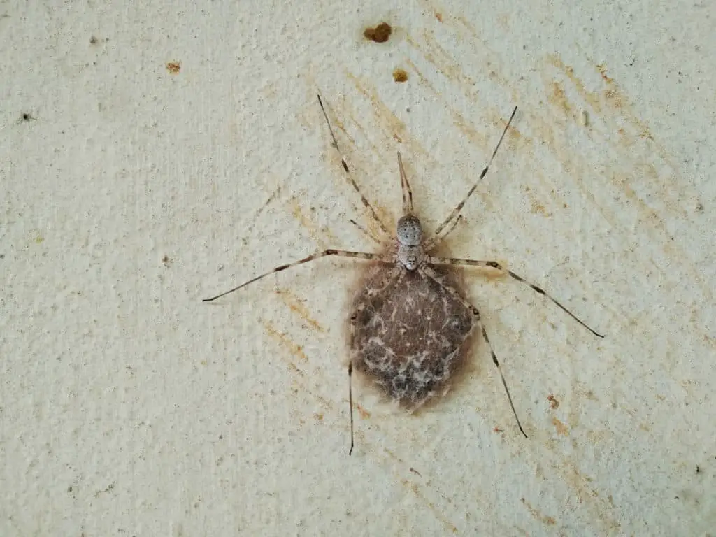 Spider holding eggs with their poop in the background