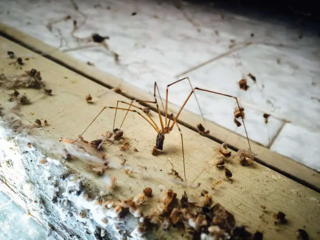 Daddy Long Legs poop on window