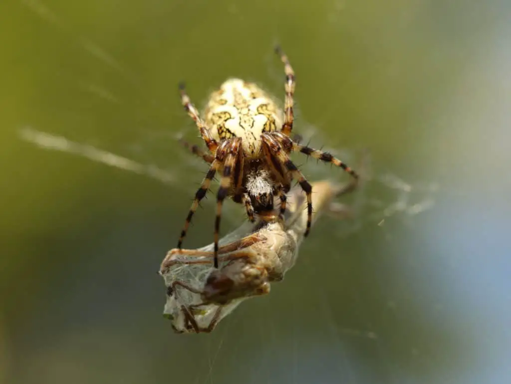 Spider sucking nutrient from its prey