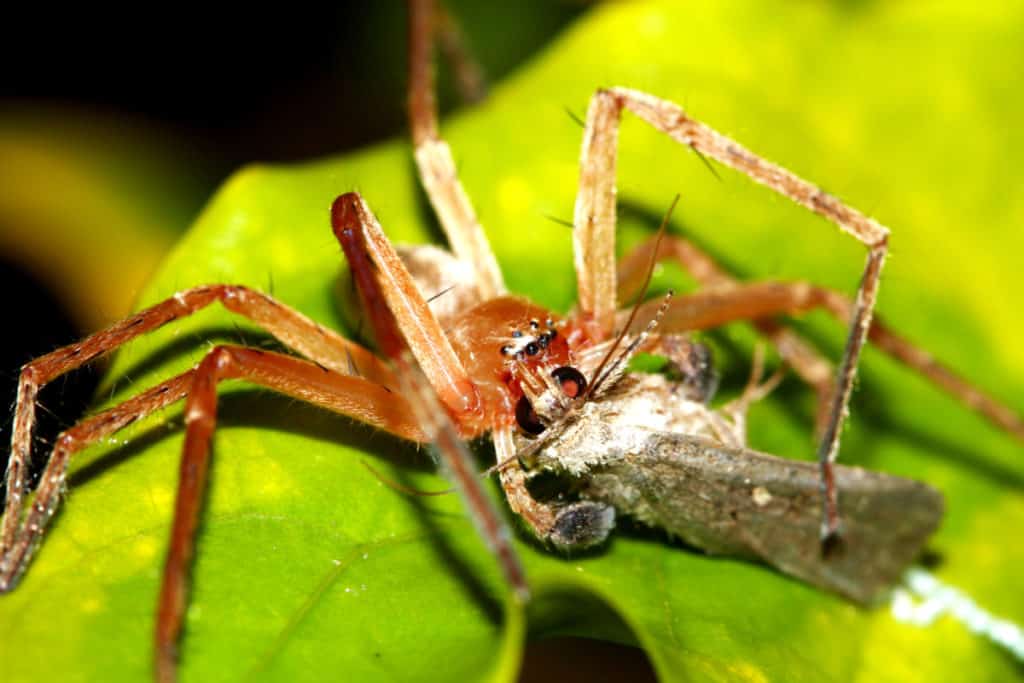 Spider eating prey