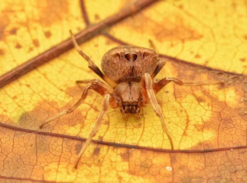 Cat-Faced Spider