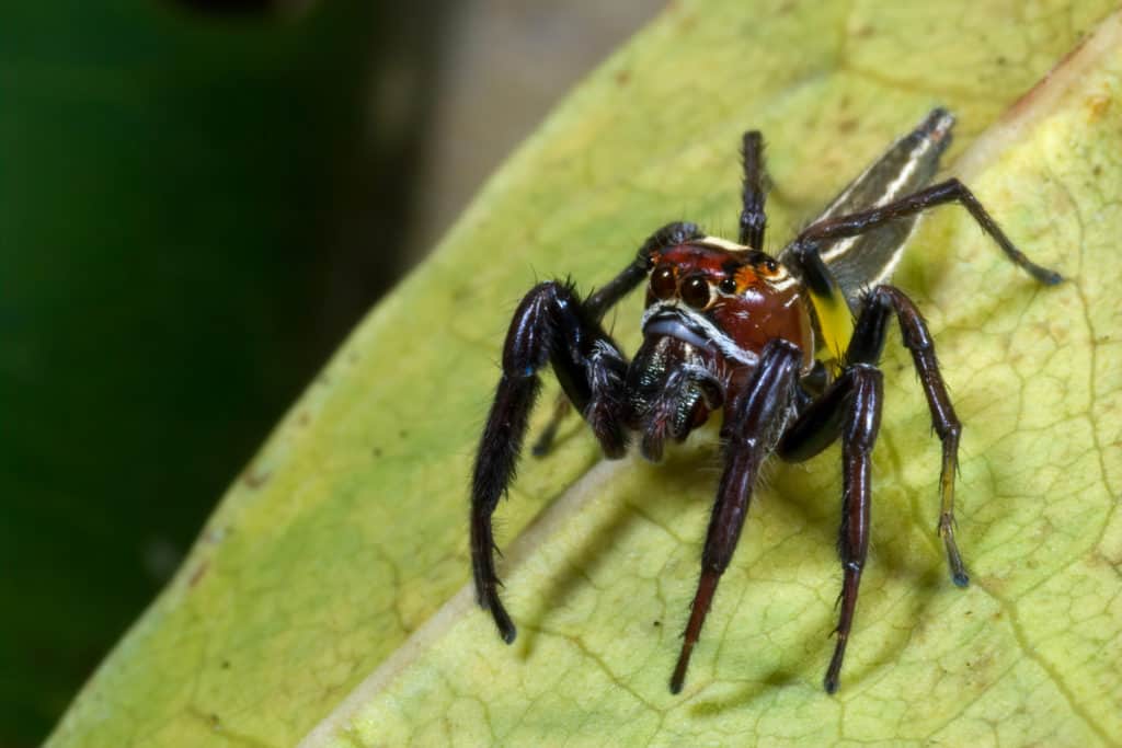 Woodland Jumping Spider