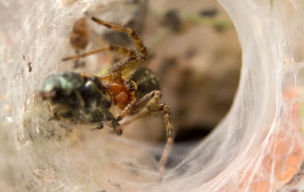 Hobo Spider eating a beetle