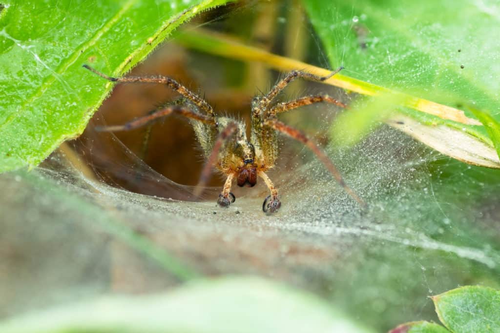 Grass spider in its funnel web