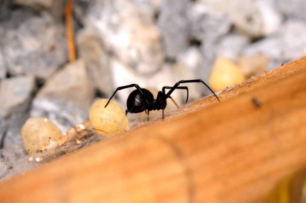 Western Black Widow Spider