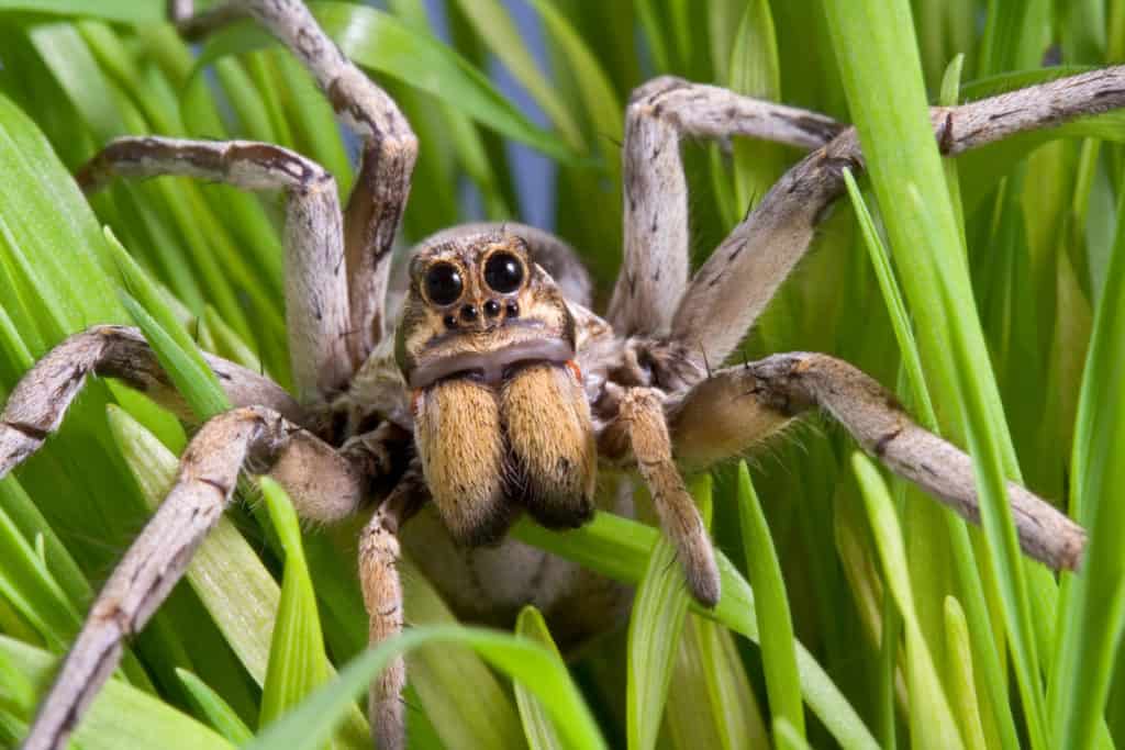 Wolf spider creeping through the grass.