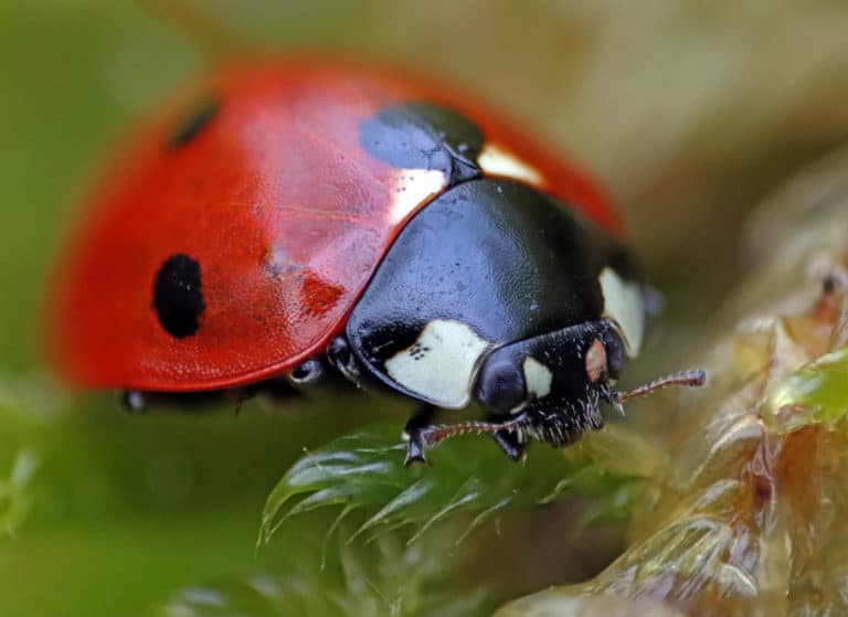 Do Ladybugs Have Antennae? – WhatBugIsThat