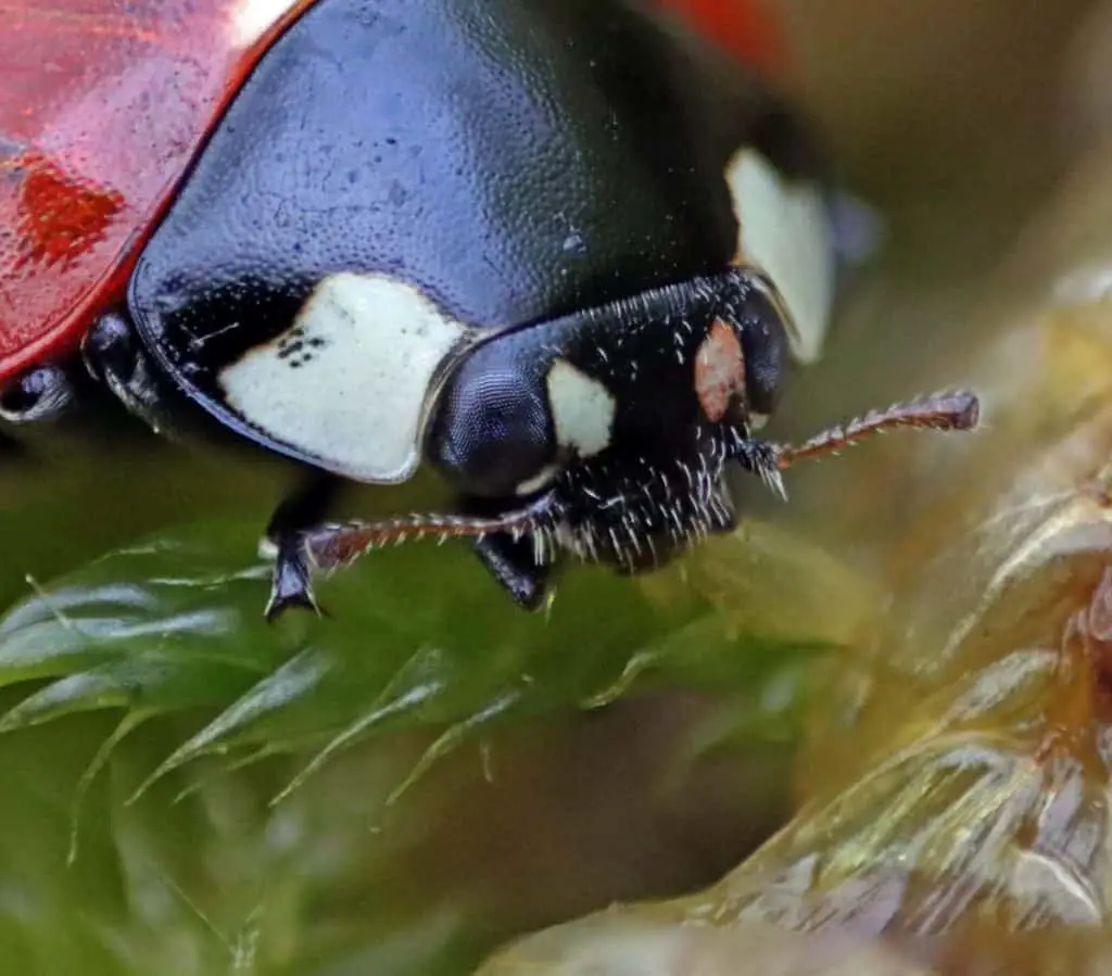 Close up of ladybug antennae