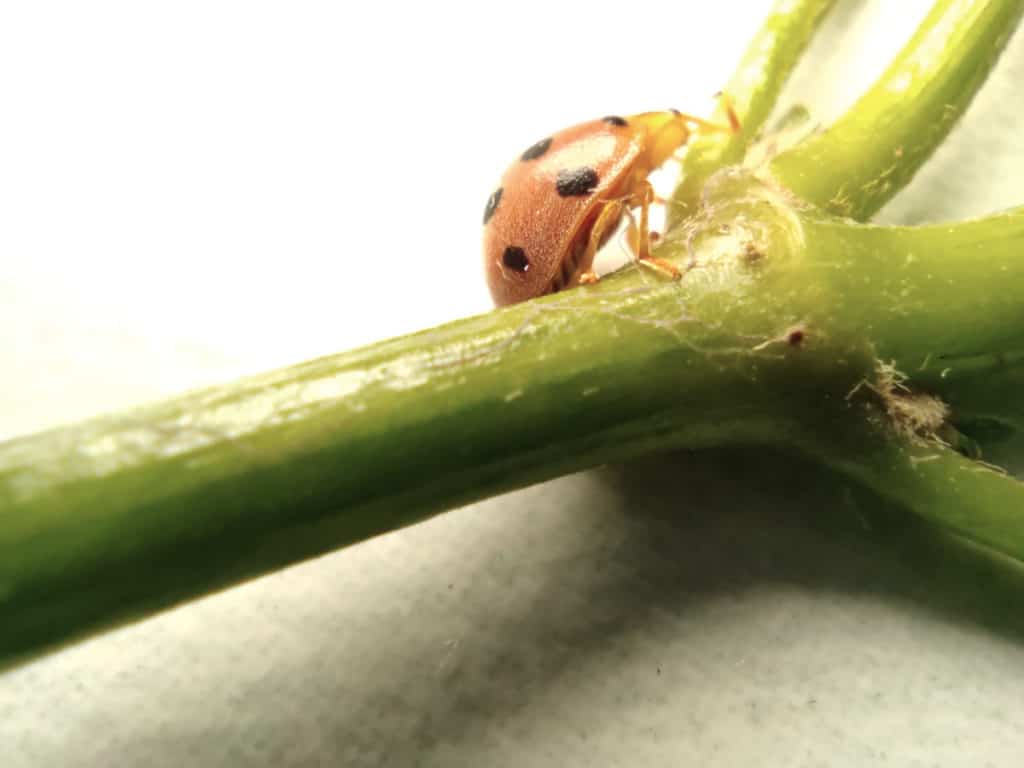 Brown Ladybug