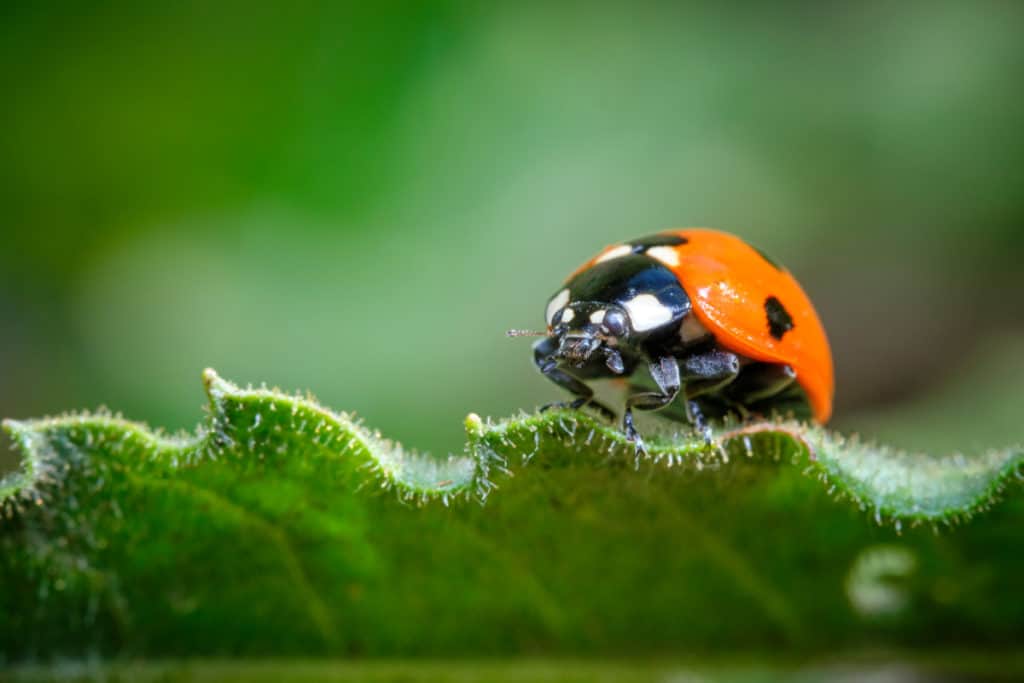 What Do Green Ladybugs Mean