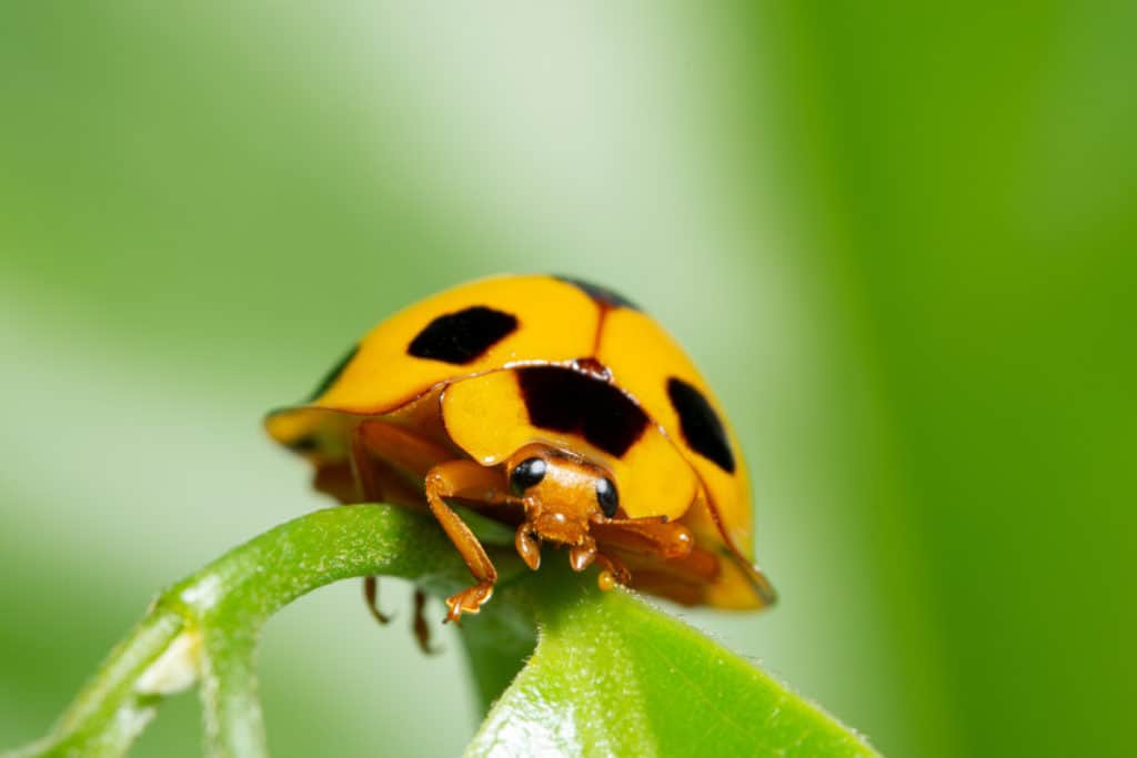 Yellow Ladybug