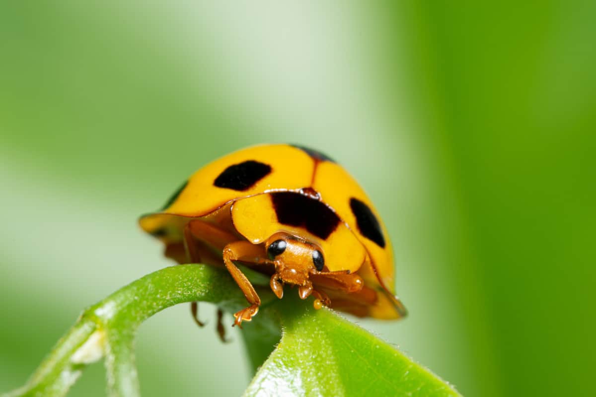 Are Ladybugs Poisonous WhatBugIsThat