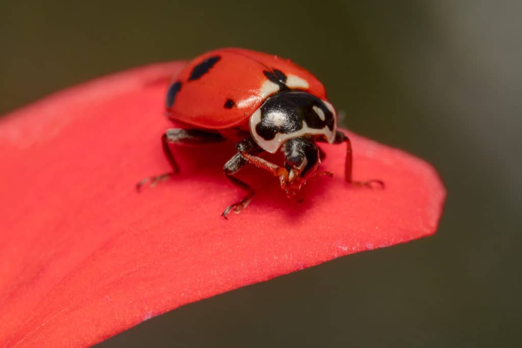 Red Ladybug