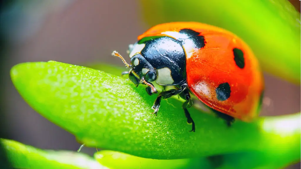 Ladybug head close up