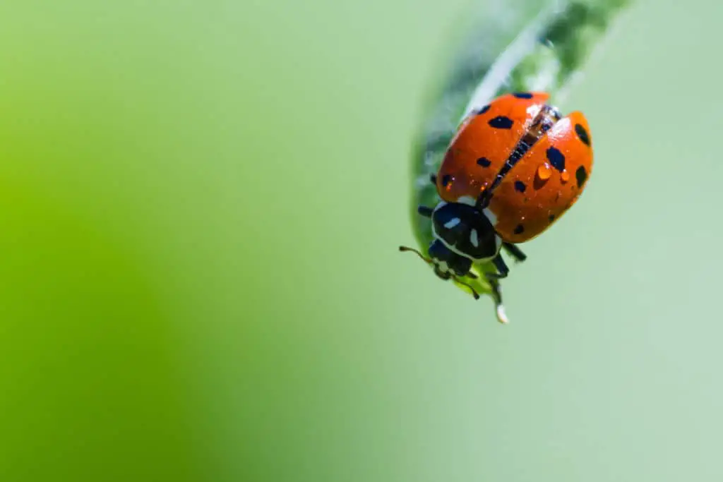 Orange ladybug
