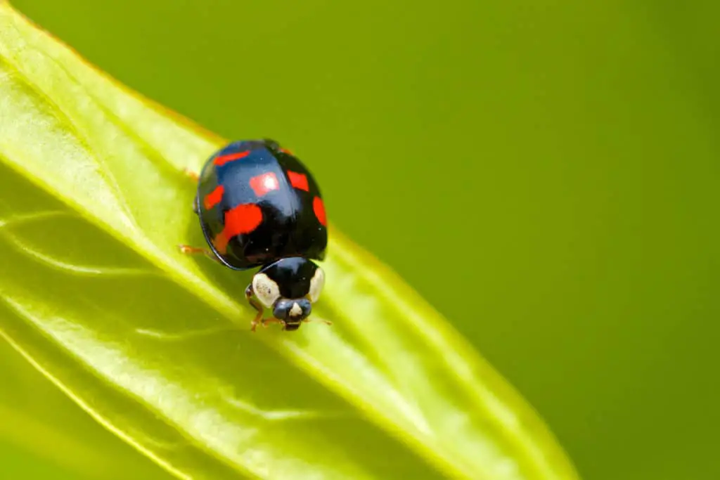 Black ladybug 