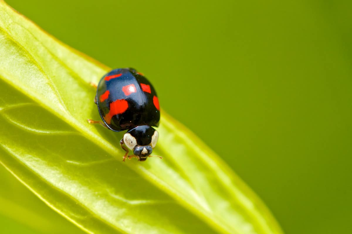 are-ladybugs-poisonous-whatbugisthat