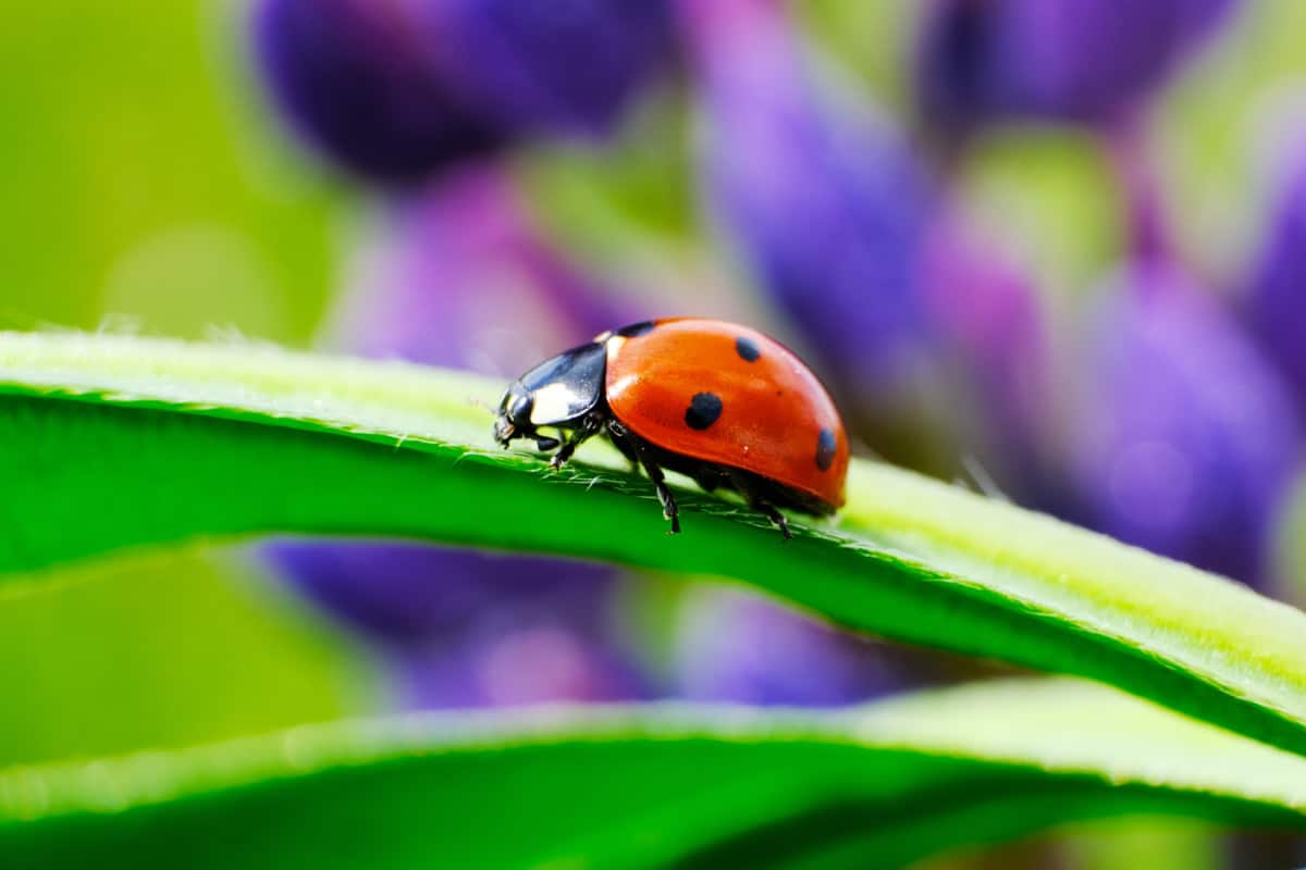 Do Ladybugs Eat Fruit?