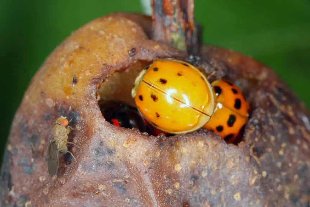 Ladybugs eating an over ripe pear